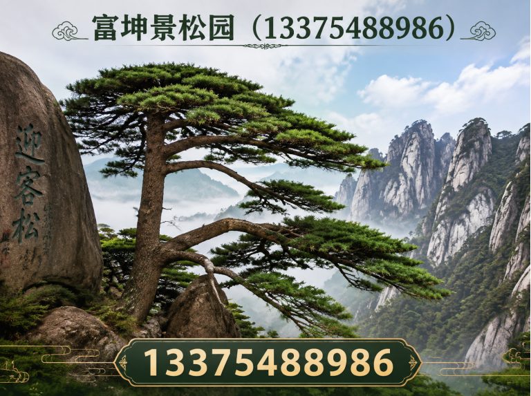 东平县庭院造型松展示图